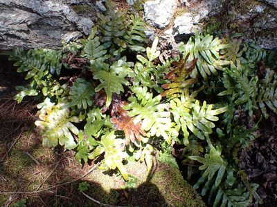 Polypodium scouleri, photographed by Randal
