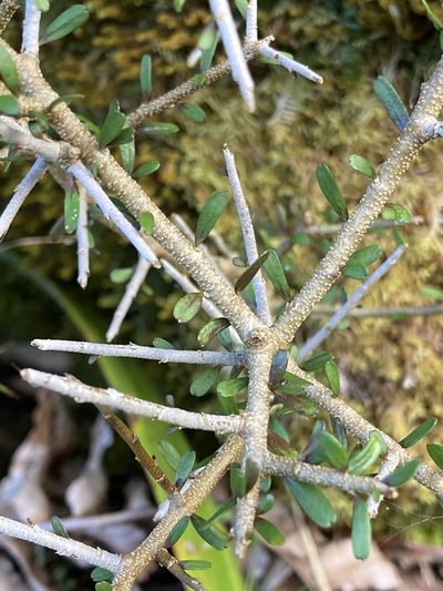 Melicytus drucei, photographed by Hannah Rogers