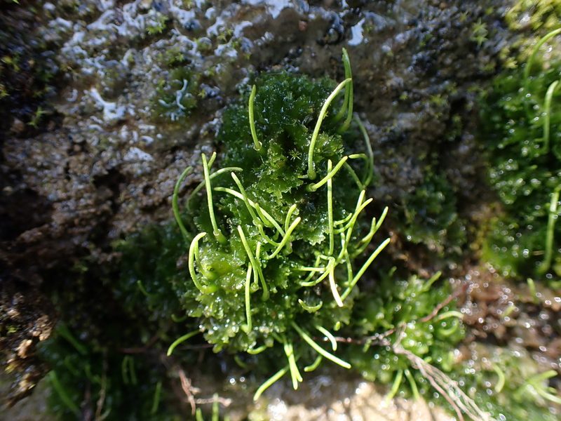 Anthoceros fusiformis, photographed by Randal