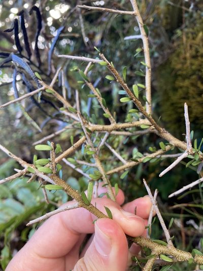 Melicytus drucei, photographed by Hannah Rogers