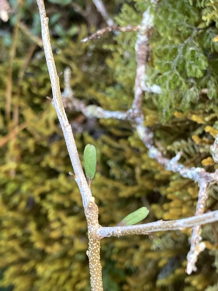 Melicytus drucei, photographed by Hannah Rogers
