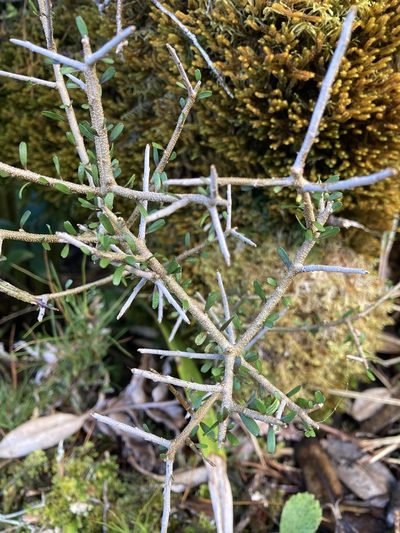 Melicytus drucei, photographed by Hannah Rogers