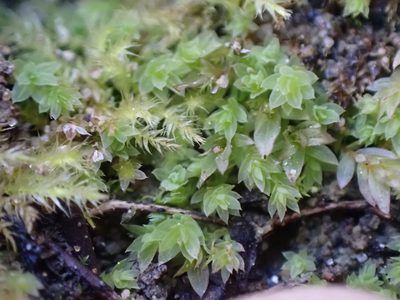 Epipterygium biauritum, photographed by Randal