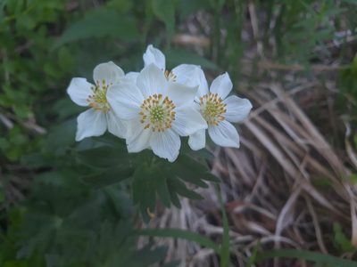 Anemonastrum biarmiense, photographed by Lena Perova