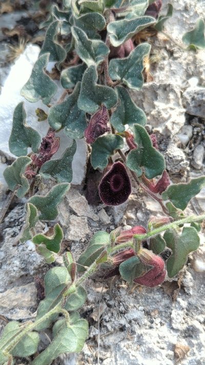 Aristolochia secunda, photographed by Alan Rockefeller