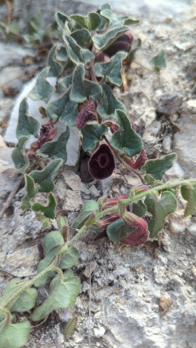 Aristolochia secunda, photographed by Alan Rockefeller