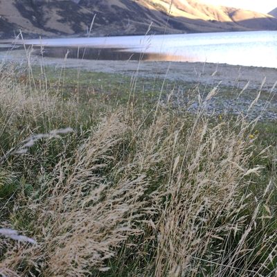 Agrostis capillaris, photographed by Jenny Saito