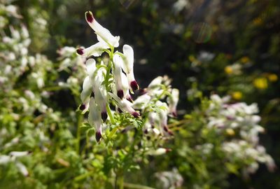 Fumaria capreolata, photographed by Aalbert Rebergen