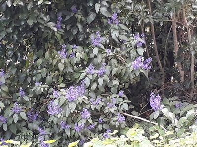 Plectranthus ecklonii, photographed by Doug Miller