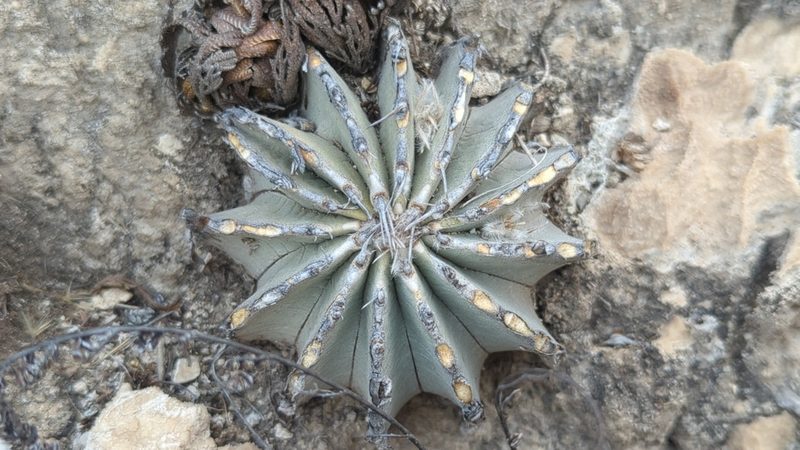 Geohintonia mexicana, photographed by Alan Rockefeller