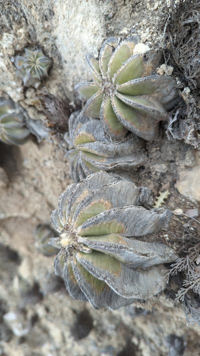 Aztekium hintonii, photographed by Alan Rockefeller
