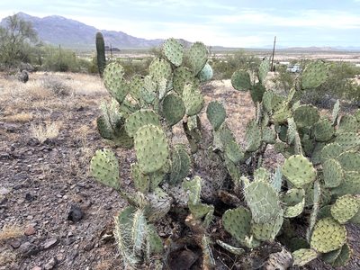 Opuntia engelmannii, photographed by CK2AZ
