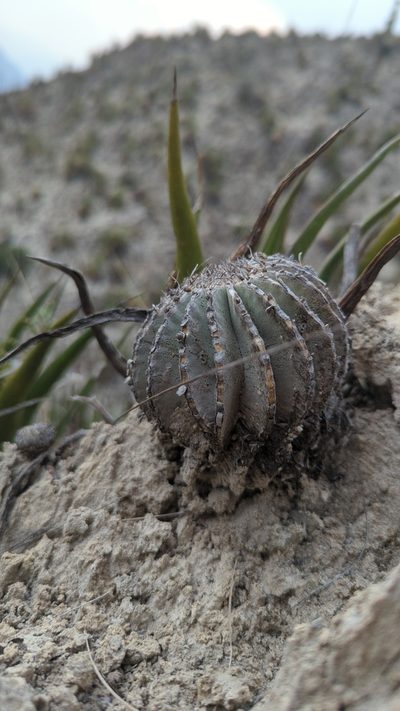 Geohintonia mexicana, photographed by Alan Rockefeller