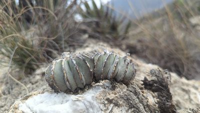 Geohintonia mexicana, photographed by Alan Rockefeller