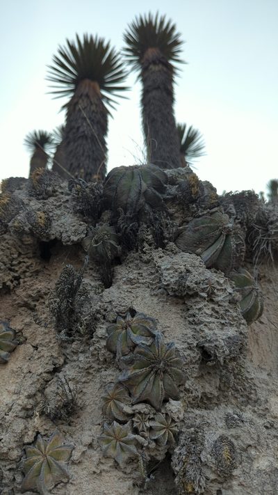 Aztekium hintonii, photographed by Alan Rockefeller