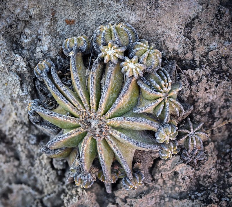 Aztekium hintonii, photographed by Alan Rockefeller