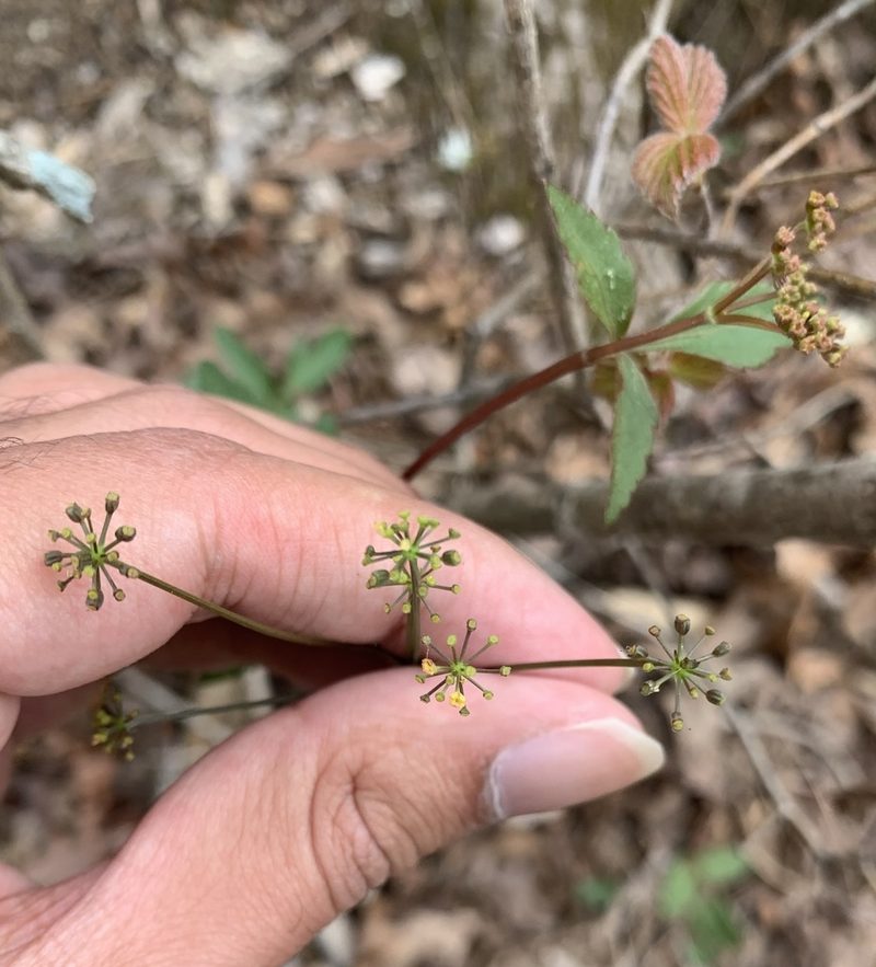 Zizia trifoliata, photographed by Ashwin Srinivasan