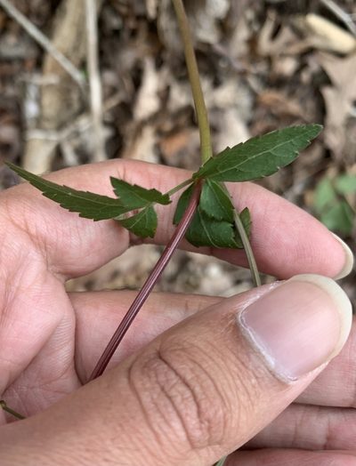 Zizia trifoliata, photographed by Ashwin Srinivasan