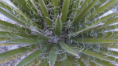 Yucca carnerosana, photographed by Alan Rockefeller