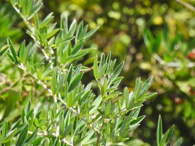 Anagyris foetida, photographed by Duarte Frade