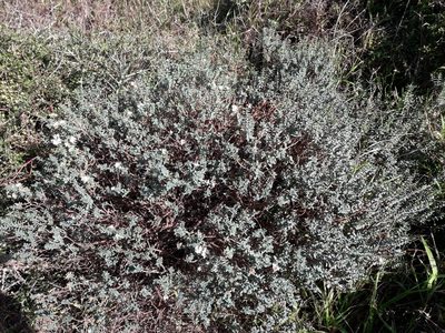 Pimelea prostrata, photographed by naturewatchwidow