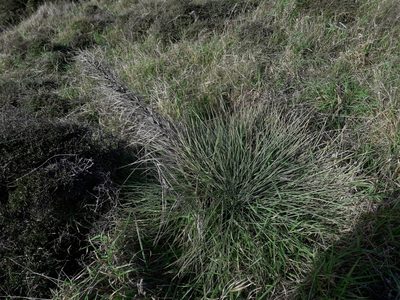 Aciphylla squarrosa, photographed by naturewatchwidow