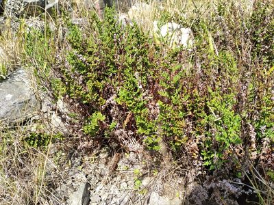 Cheilanthes sieberi