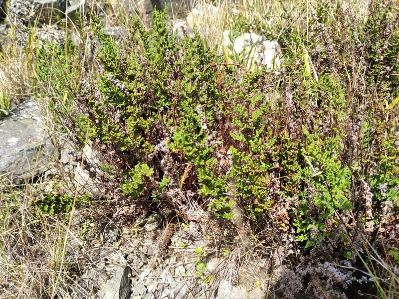Cheilanthes sieberi, photographed by Leon Perrie