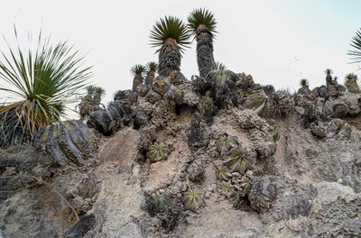Aztekium hintonii, photographed by Alan Rockefeller
