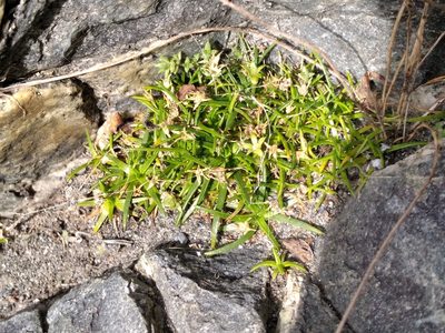 Colobanthus muelleri, photographed by Leon Perrie
