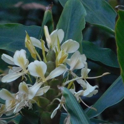 Hedychium flavescens, photographed by Stephen Thorpe