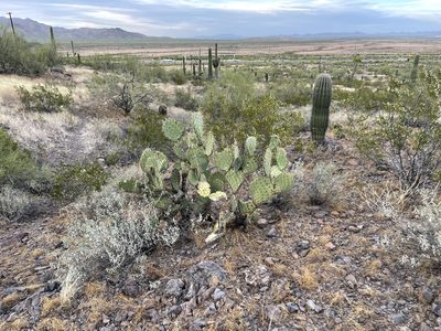 Opuntia engelmannii, photographed by CK2AZ