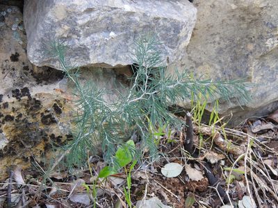 Asparagus albus, photographed by Duarte Frade