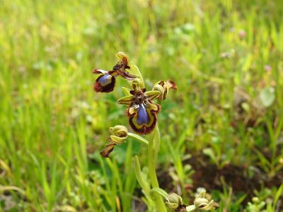 Ophrys speculum, photographed by Duarte Frade