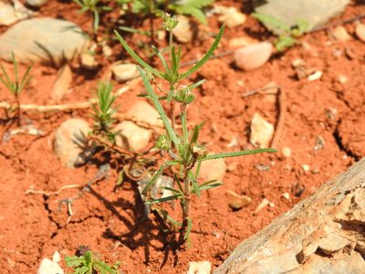 Plantago afra, photographed by Duarte Frade