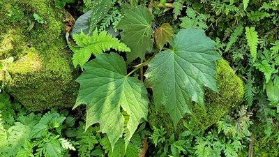 Begonia palmata, photographed by Sandy