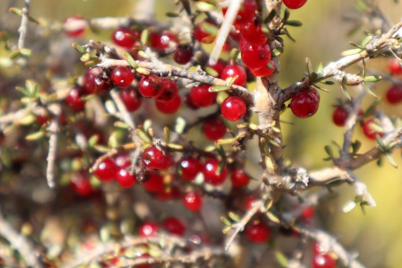 Coprosma decurva, photographed by Hannah Rogers