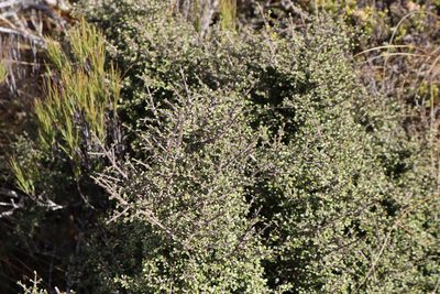 Coprosma dumosa, photographed by Hannah Rogers