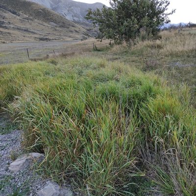 Elymus repens, photographed by Jenny Saito