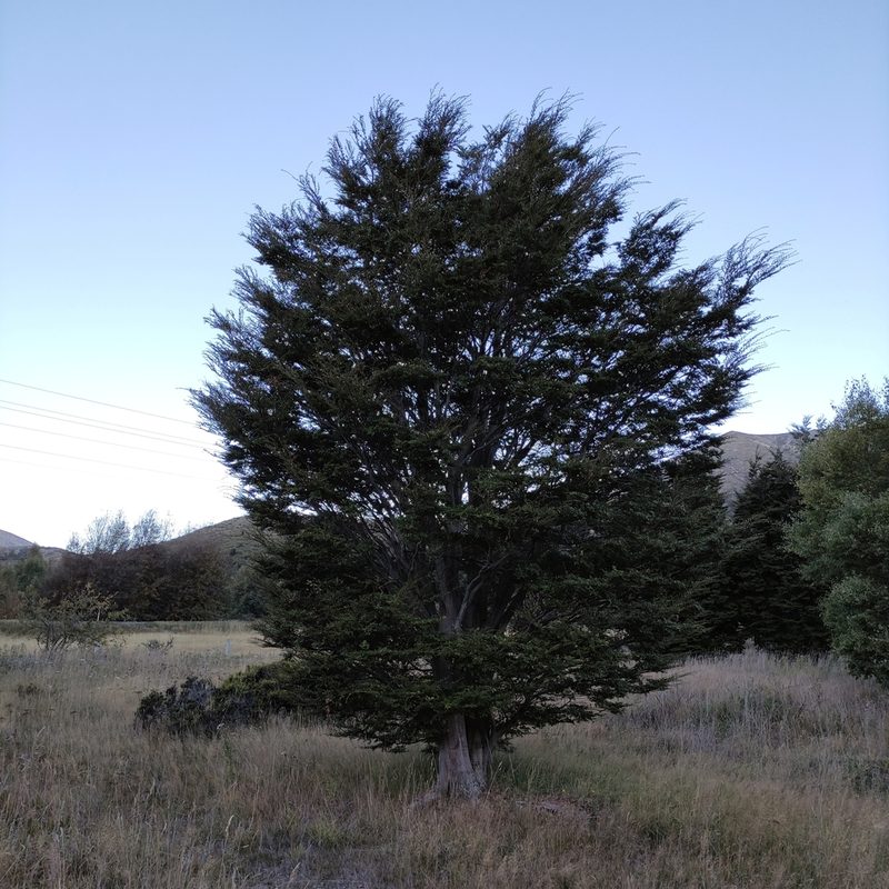 Nothofagus cliffortioides, photographed by Jenny Saito