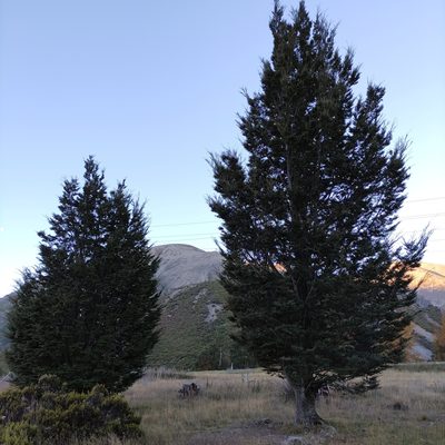 Nothofagus cliffortioides, photographed by Jenny Saito