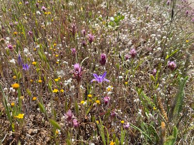 Castilleja densiflora, photographed by Annette Herz