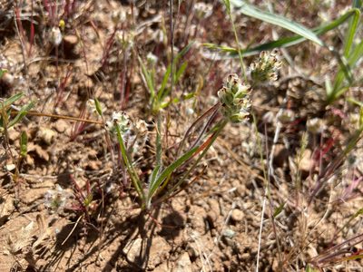 Plantago erecta, photographed by Annette Herz