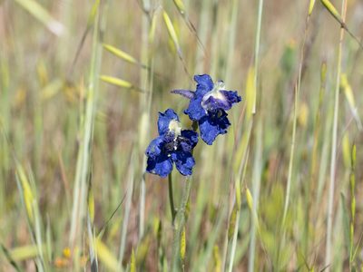 Delphinium variegatum