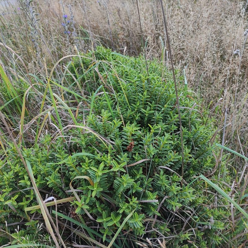 Veronica rakaiensis, photographed by Jenny Saito