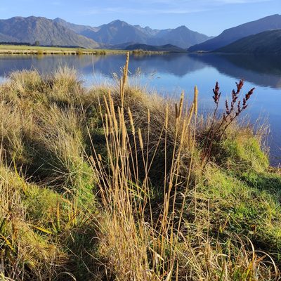 Phleum pratense, photographed by Jenny Saito