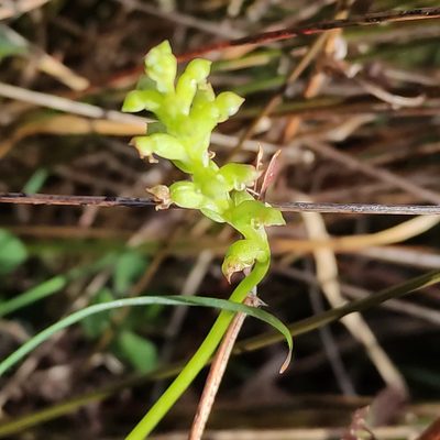 Microtis unifolia, photographed by Jenny Saito