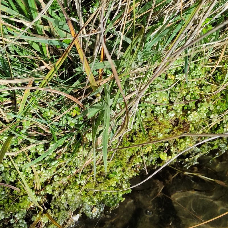 Hydrocotyle sulcata, photographed by Jenny Saito