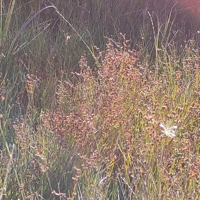 Juncus articulatus, photographed by Jenny Saito