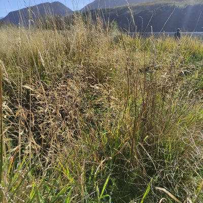 Agrostis capillaris, photographed by Jenny Saito